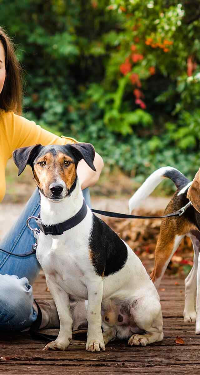 https://dev.aliciashouseofpaws.co.uk/wp-content/uploads/2018/09/post_02-640x1200.jpg