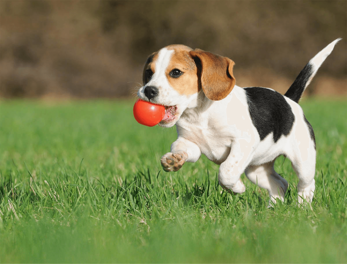 https://dev.aliciashouseofpaws.co.uk/wp-content/uploads/2019/07/hero_image_01.png