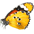 https://dev.aliciashouseofpaws.co.uk/wp-content/uploads/2019/08/butterfly.png