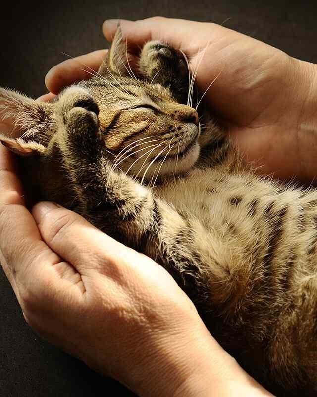 https://dev.aliciashouseofpaws.co.uk/wp-content/uploads/2019/08/inner_gallery_05-640x800.jpg